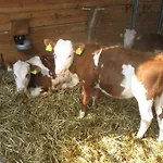 Ganhoer- Fam. Kaar Wintersdorf