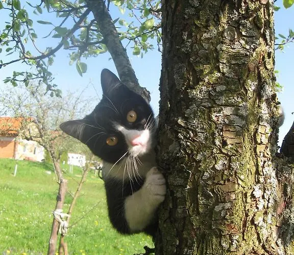 Apartment Ganhör- Fam. Kaar *