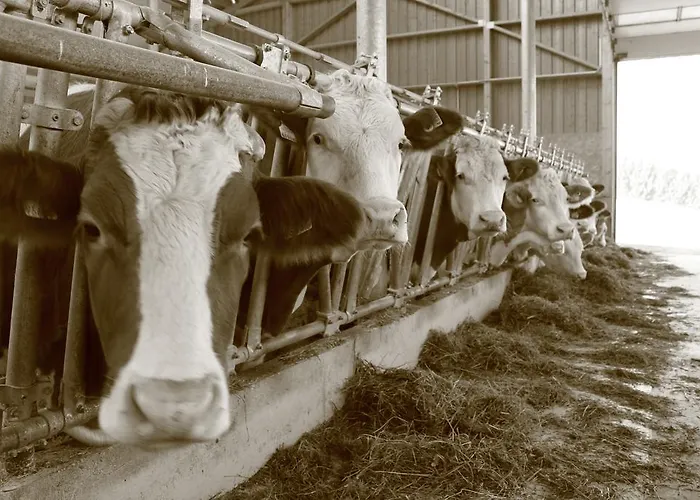 Apartament Ganhoer- Fam. Kaar